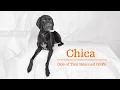 WE GOT HER Meet Chica the Rescued Cute German Shorthaired Pointer