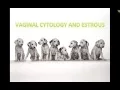 Canine Estrous Cycle Veterinary Technician Education