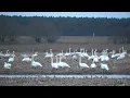 Singschwäne (Cygnus cygnus) auf dem Zwischenstop - Stopover of the Whooper Swan