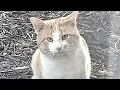 Download Lagu Woman gets big surprise at door after losing her cat