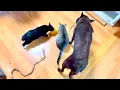 Download Lagu 猫の後ろに大きなヘビ置いてみると。。