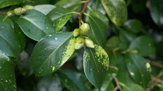 Camellia Care Burncoose Nurseries 