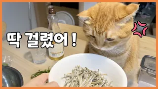 엄마 지켜준다더니 멸치 먹으려다 딱 걸린 고양이 베니