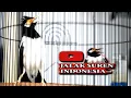 Download Lagu JALAK SUREN  COCOK JADI PANCINGAN AMPUH BIKIN JALAK SUREN BUNYI   #jalaksurengacor