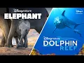 Video di Disneynature’s Elephant & Dolphin Reef | Official Trailer | Disney+