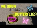 BUYING BUTTERFLIES OFF AMAZON