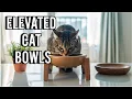 Elevated Cat Bowls Why Raised Feeding Is a Game-Changer