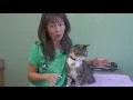 How to treat feline acne Dr Justine Lee