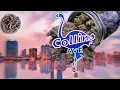 Collins Ave Strain Review Best Cookies Strain