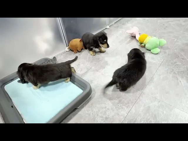 動画