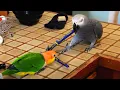 Scary Rock Bowl Live w Apollo the Talking Parrot