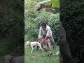 Download Lagu Meet Top Dog Breeders