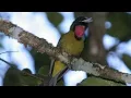 Suara Burung Samyong di Alam liar