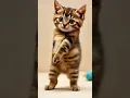 KITTEN Dance Party Like You've Never Seen Before! #cat #cute #catplay #catworld