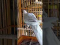 Download Lagu Meluncur ketuan barunya anakan tekukur warna leo silver #derkuku #bird #dove #tekukurwarna