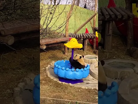 funny video panda's cutecute #panda #playtime  #pandalover #cuteanimals #playful #fun