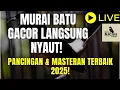 Download Lagu HOT LIVE! 🔴 MURAI BATU GACOR LANGSUNG NYAUT! Pancingan \u0026 Masteran Terbaik 2025!