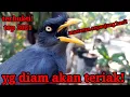 Download Lagu SEKETIKA AKAN NYAUT/MASTERAN JALAK KEBO SEPANJANG HARI!