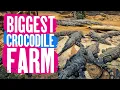 Largest Crocodile Farm Europe Ferme Aux Crocodiles France Pierrelatte 4K