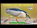 Download Lagu Black Crowned Night Heron Call Sounds fo hunting voice @Best_Hunters