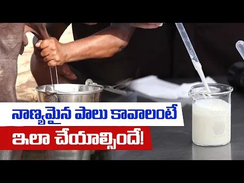 Download MP3 నాణ్యమైన పాలు కావాలంటే ఇలా చేయాల్సిందే! | Quality Milk | Dairy Farms | Sangam Dairy