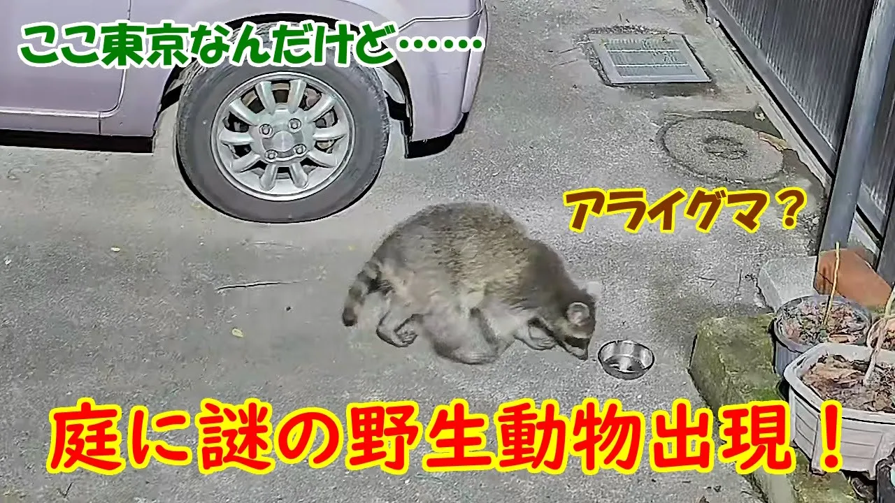 庭に謎の野生動物出現!アライグマ?タヌキ?アナグマ?ハクビシン?【防犯カメラ映像】【東京都三鷹市の住宅街】【Xiaomi Smart Camera C500 Pro】