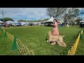 03 23 2025 Oakland KC in Woondland CA Afghan Hound Judging by Mr Ekarat Sangkunakup