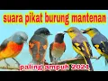 Download Lagu SUARA PIKAT BURUNG MANTENAN PALING AMPUH 2021
