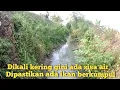 Download Lagu Mencari ikan di kali irigasi sawah yang mengering banyak ikan gabus dan ikan nila nya
