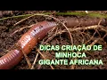 Lagu DICAS PARA CRIAR MINHOCA GIGANTE AFRICANA - CRIAÇÃO DE MINHOCAS PARA PESCA
