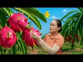 Download Lagu Harvesting 100kg of Dragon Fruit in the Garden \u0026 Bringing It to the Market to Sell | LyThiCa Daily