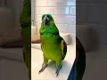 Lagu Deze papegaai neemt ‘douchekaraoke’ VEEL te serieus 😂🦜🚿 #grappig #viraal #kort