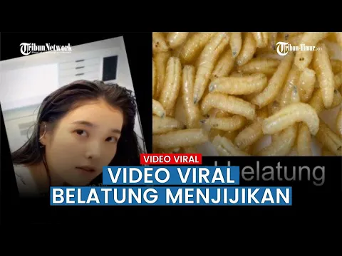 Adegan Dewasa Belatung Viral Warganet Jadi Jijik
