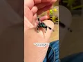 Do Jumping Spiders Make Good Pets