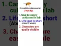 Download Lagu Why Morgan Selected Drosophila melanogaster for his Experiments