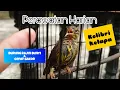 Download Lagu PERAWATAN HARIAN BURUNG KOLIBRI KELAPA AGAR CEPAT GACOR | KORLAP GACOR | KOLIBRI KELAPA GACOR