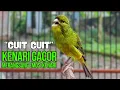 Download Lagu Masteran Kenari PAUD Cuit CUIT Super BUNYI, Dijamin Gacor! untuk PANCINGAN \u0026 MASTERAN Kenari PAUD
