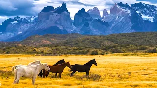 Beautiful Relaxing Music Peaceful Soothing Instrumental Music Horses Of The Mt Realms Tim Janis 