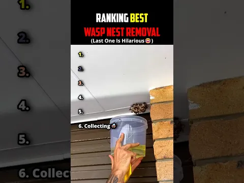 Ranking Best Wasps Nest Removal😭 #usa