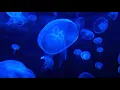 Download Lagu The Inner Sound by Jesse Gallagher - Best Non Copyrighted Background Music 2020
