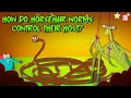 Deadliest Parasite How Do Horsehair Worms Control their Host Mind Controlling Parasite Binocs