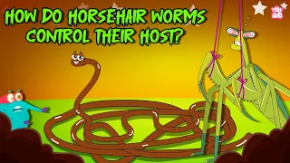 Deadliest Parasite How Do Horsehair Worms Control their Host Mind Controlling Parasite Binocs