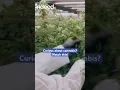 What Does a Cannabis Cultivation Technician Do