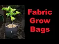 Download Lagu Grow Bags For Tomatoes, How and Why in 2020!