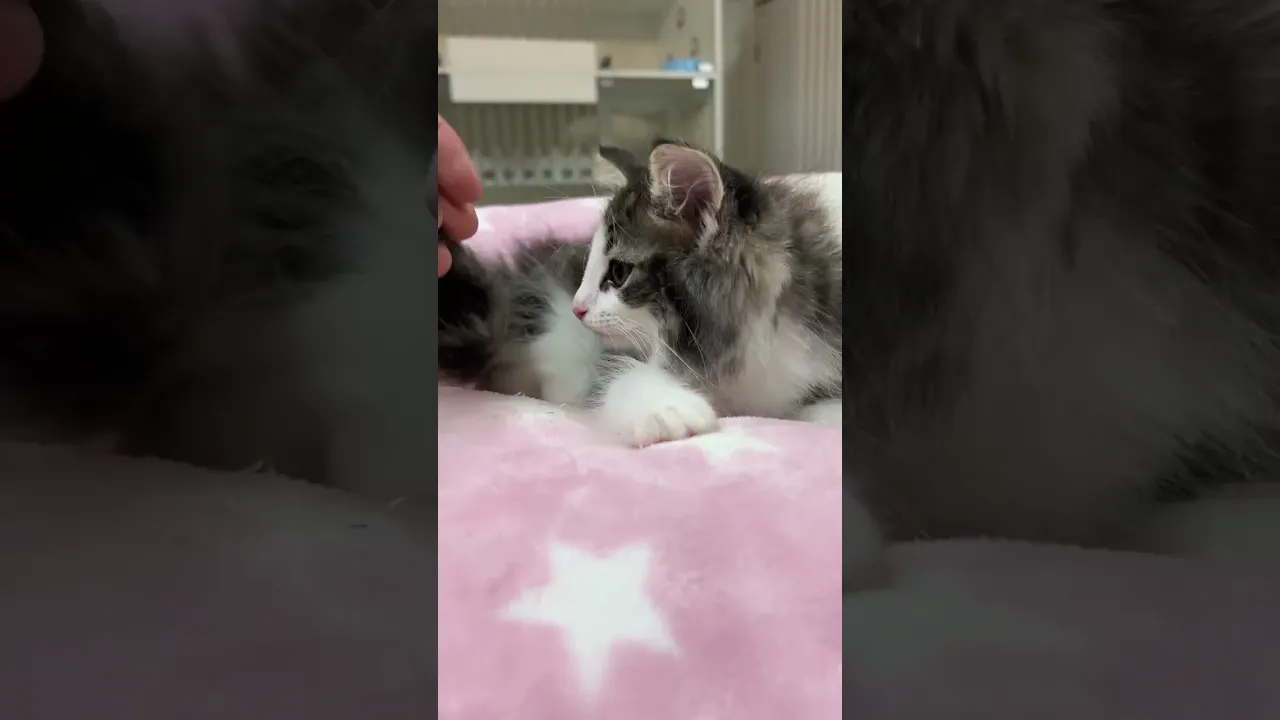 動画