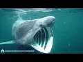 Feeding Basking Shark
