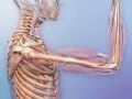 Nervous and muscular interactions in the skeletal system