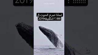 لماذا صرخ الحوت في 2019 الحقيقة 
