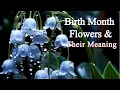 Birth Flowers By Month And Meaning Whats Your Birth Flower Says About You