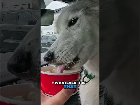 Taking My Old Dog To Get some Chick-Fil-A!